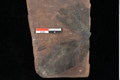 Foto (Detailsansicht) von Quercus palaeoilex Ettingshausen (NHMW-GEO-2024-0188-0887)